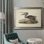 " Audubons Brown Pelican "-301430614
