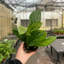 Live Monstera Peru Plant
