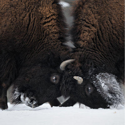 " Butting Bison Heads " by Gnagel