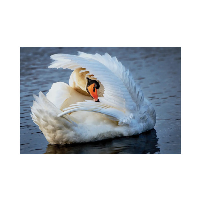 Preening by David Gardiner - Wrapped Canvas Print, 20.32cm H x 30.48cm W