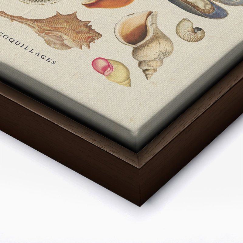 Coquillages, Canvas, 12"H x 16"W, Brown Framed