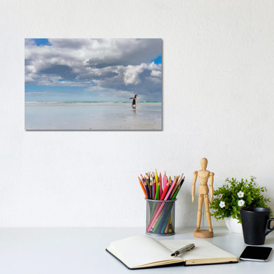 Gentoo Penguin On The Sandy Beach Of Volunteer Point, Falkland Islands by Martin Zwick - Wrapped Canvas Print
