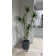 86.08'' Faux Dragon Tree Tree in Pot