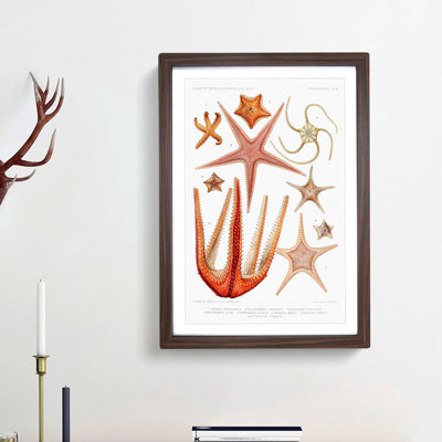 Starfish Illustrations by Albert I - Framed Print