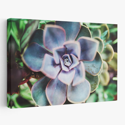 Plantes, fleurs, paysage, nature, beauté succulente, art mural