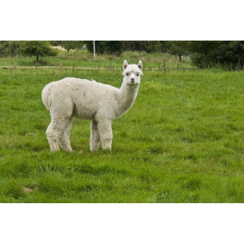 Lone Alpaca by Benjiecce, 20" H x 30" W