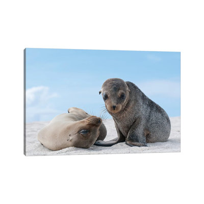 Galapagos Sea Lion Female and Pup, Galapagos Islands, Ecuador 1 Piece Wrapped Canvas Wall Art