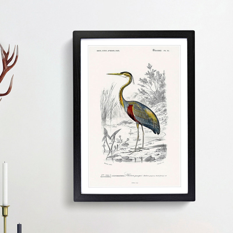 Heron by Charles D'Orbigny - Picture Frame Painting Print, 36cm H x 27cm W x 2cm D, Black Framed
