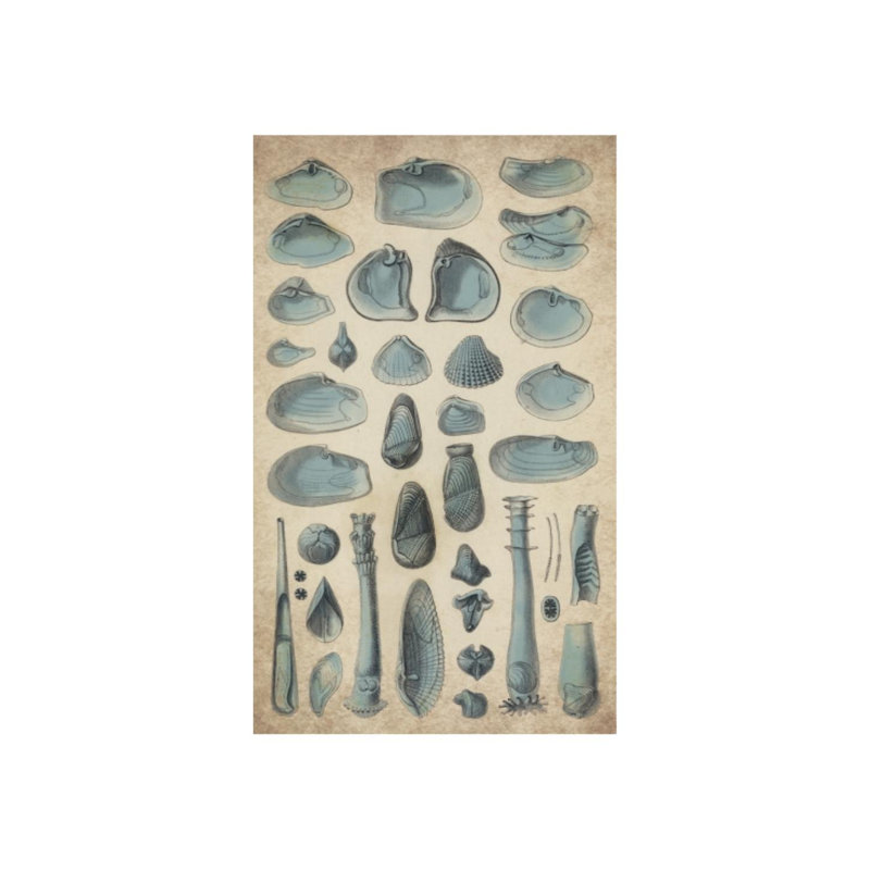«Study of Sea Shells II» par Sofia Fox - Impression sur toile, Couche de verre, H 40 po x l 24 po x P 1,5 po