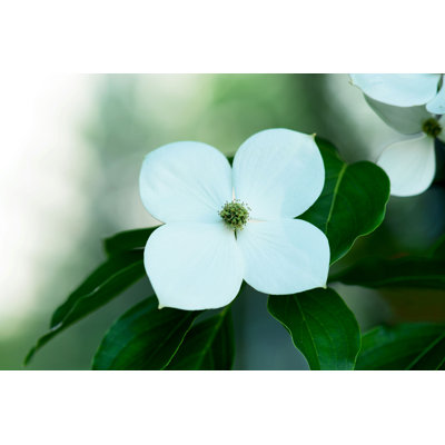 " Flowering Dogwood " by Odyphoto