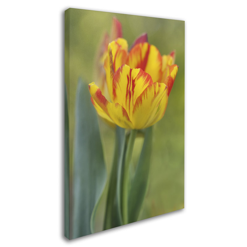 « rembrandt tulip », reproduction de photo sur toile tendue, H 47 po x l 30 po x P 2 po