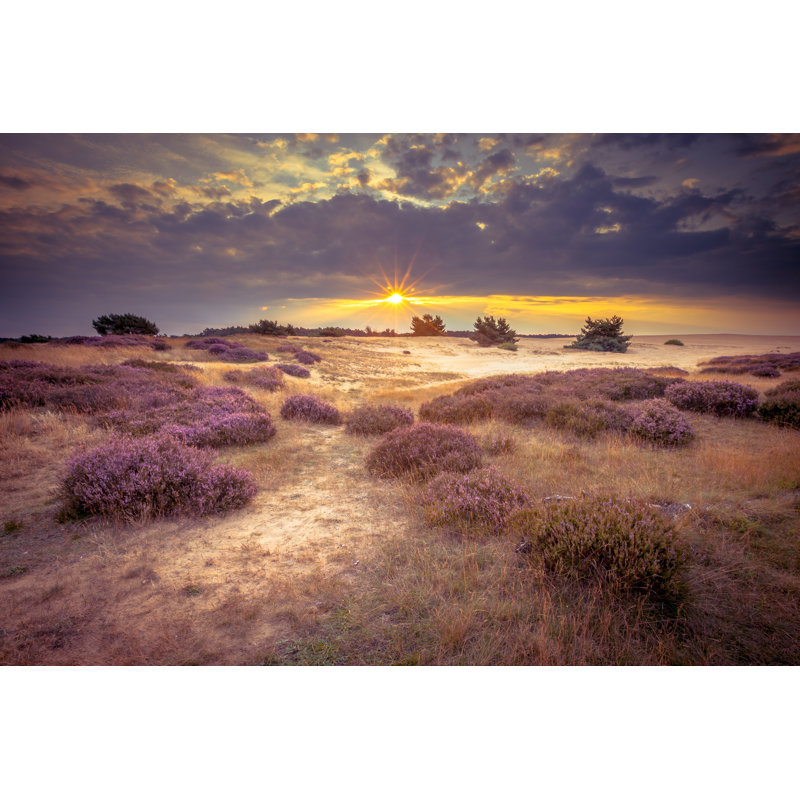 Driskell Hoge Veluwe Sand Heathland - Wrapped Canvas Print, 30cm H x 46cm W x 3.8cm D