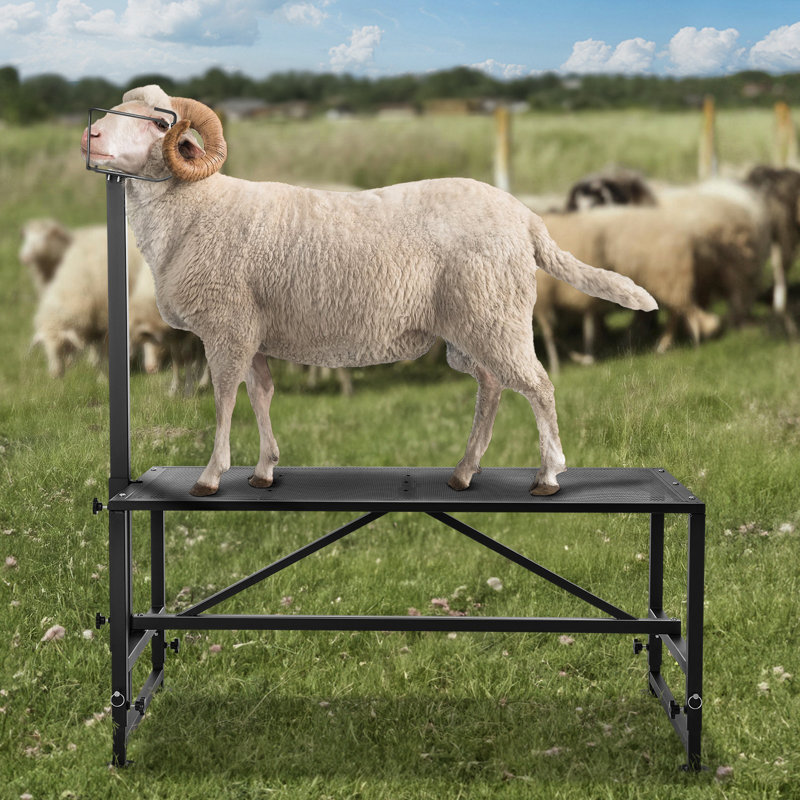 Goat And Sheep Stand, 51X23 Inch Livestock Stand, Metal Livestock Milking And Shearing Stand 21" To 33" Adjustable Height, With Headpiece And Nose Loop, 500Lbs Loading Weight, Black