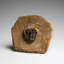 Genuine Ceratarges Spinosus Trilobite On Matrix From Morocco (293.4 Grams)