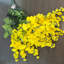 Fleurs et tiges de glycine-479851256