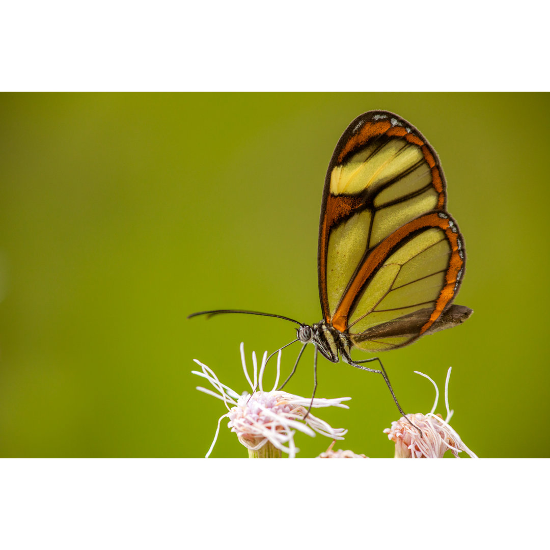 Schmetterling auf Blume von TacioPhilip - Foto ohne Rahmen auf Leinwand