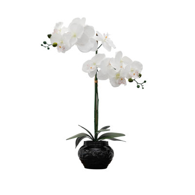 Vaporisateur d'orchidées dans un vase