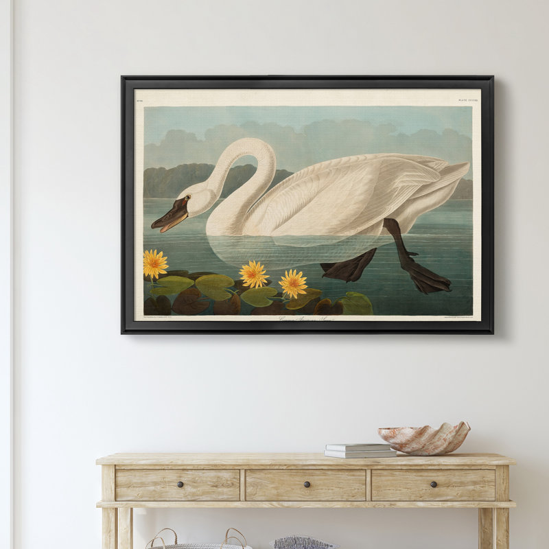 Common American Swan - reproduction de cadre photo sur toile, H 30,5 po x l 42,5 po x P 1,5 po, Noir