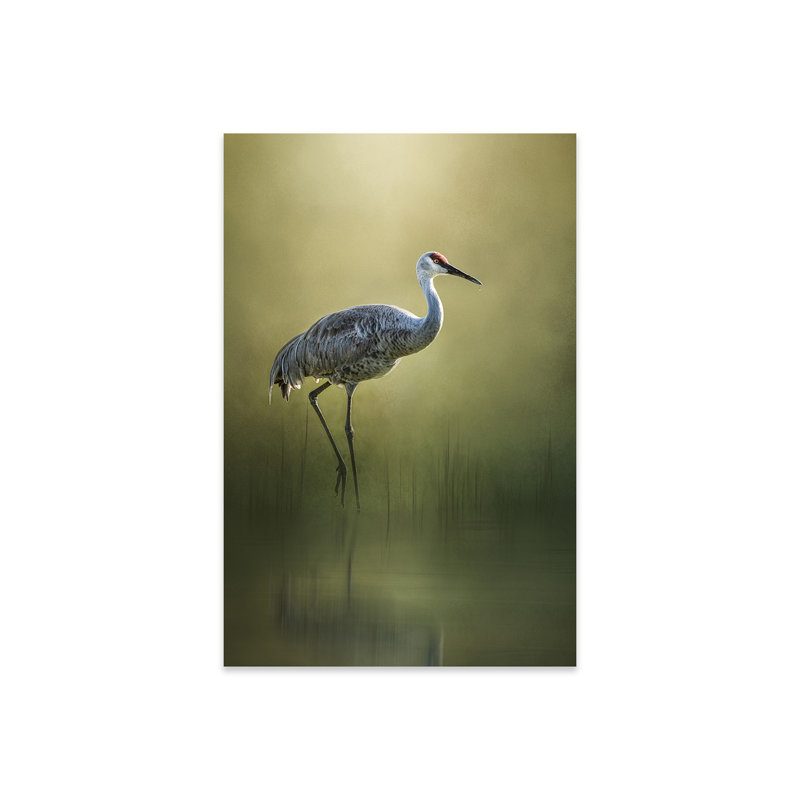 «Sandhill Crane Reflection On Plastique / Acrylique» par Patsy Weingart Print