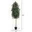 Ficus en pot 120 po en pot