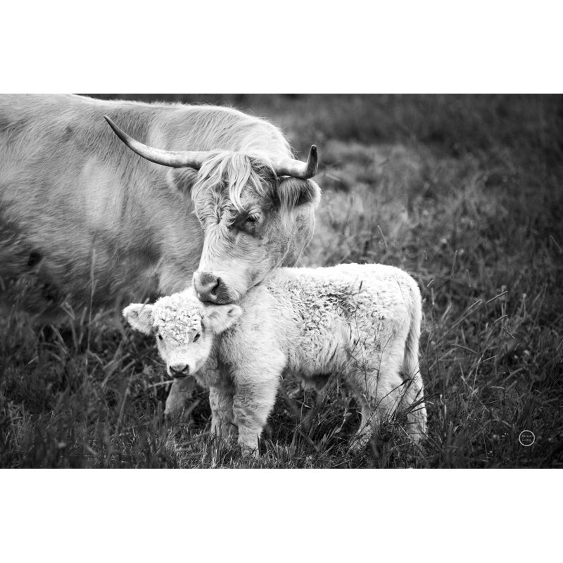 Cow Care - Photographie sur toile tendue, H 8 po x l 12 po