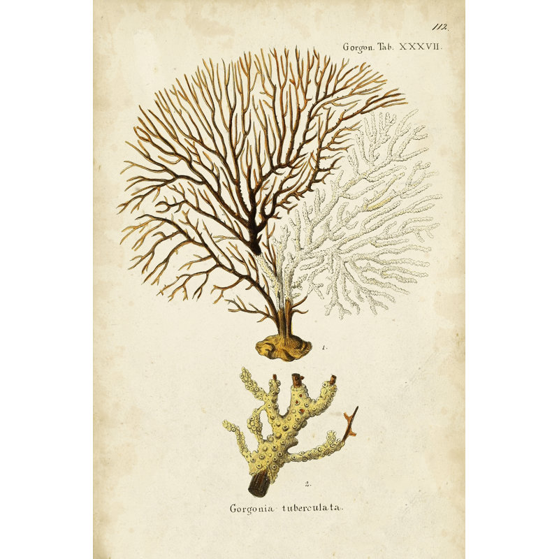 Esper Sea Fans V - Graphic Art, 122cm H x 81cm W, Black Floater Framed