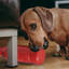 Forme de bouteille d'eau pour chien à mâcher convenant aux chiots et aux jouets de dentition