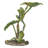 Lotus Leaf with Red-Eyed Tree Frog