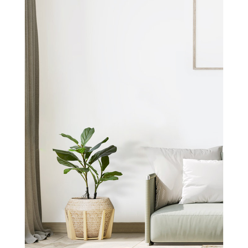 Figuier figuier en pot, H 22 po x l 13,7 po x P 13,7 po