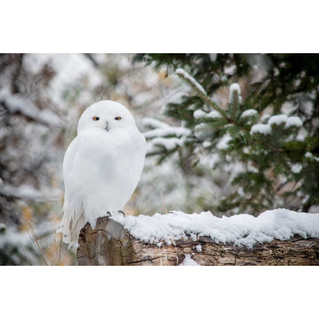 Leinwandbild White Owl von PhotoINC Studio