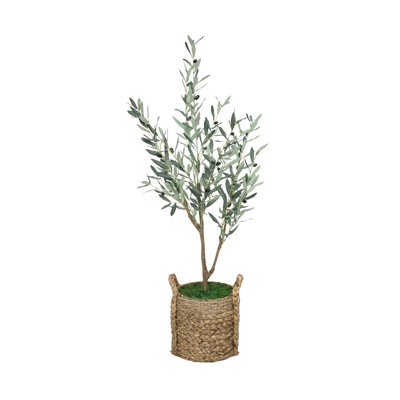 52" Olive Tree in Natural Hyacinth/Seagrass Basket