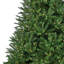 Sapin royal à DEL-105229892