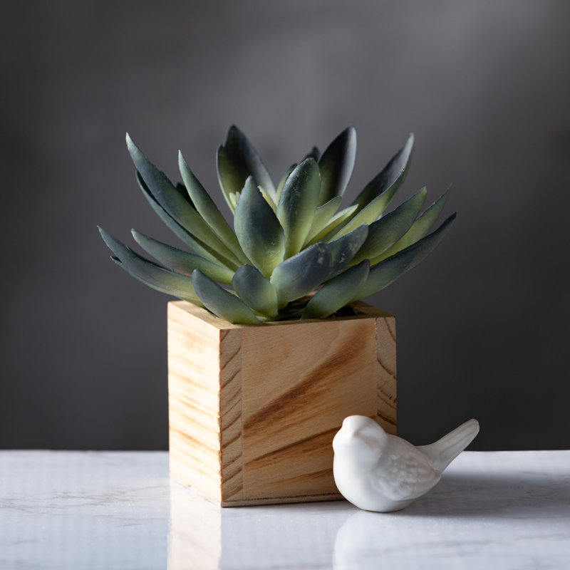 Plante grasse artificielle en pot 2 po
