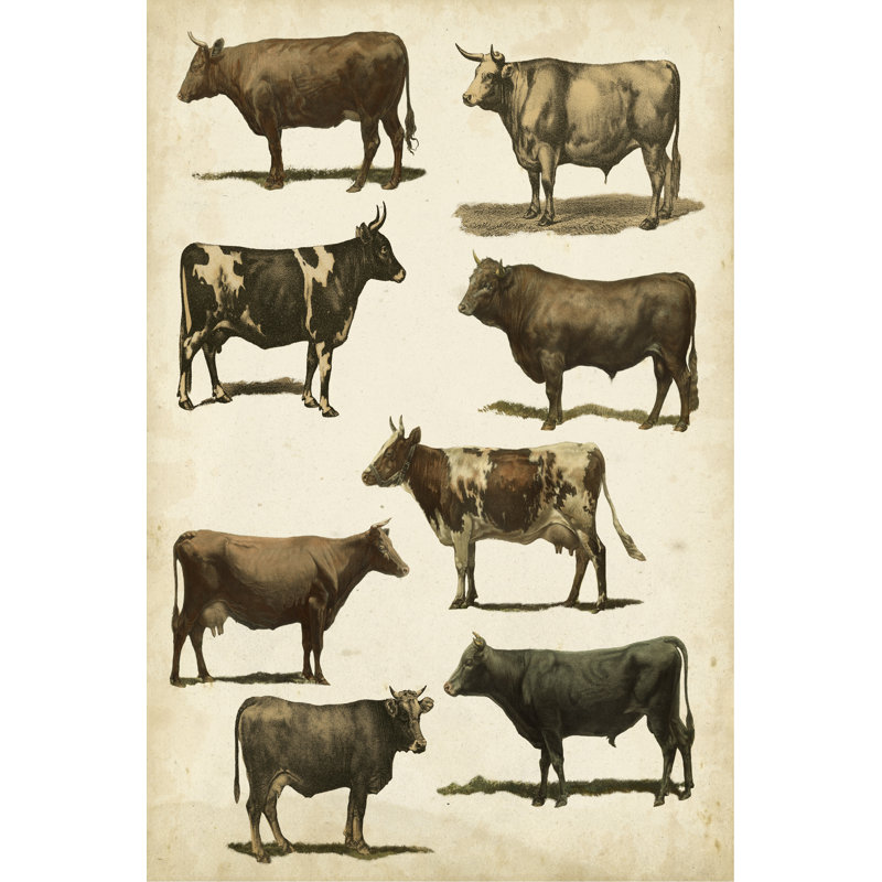 Antique Cow Chart - Painting on Canvas, Wrapped Canvas, 30cm H x 20cm W