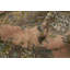 Tapis traditionnel en laine 8 x 11