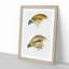 Kite Birds by John Gould - Picture Frame Graphic Art Print-55609535-55609536
