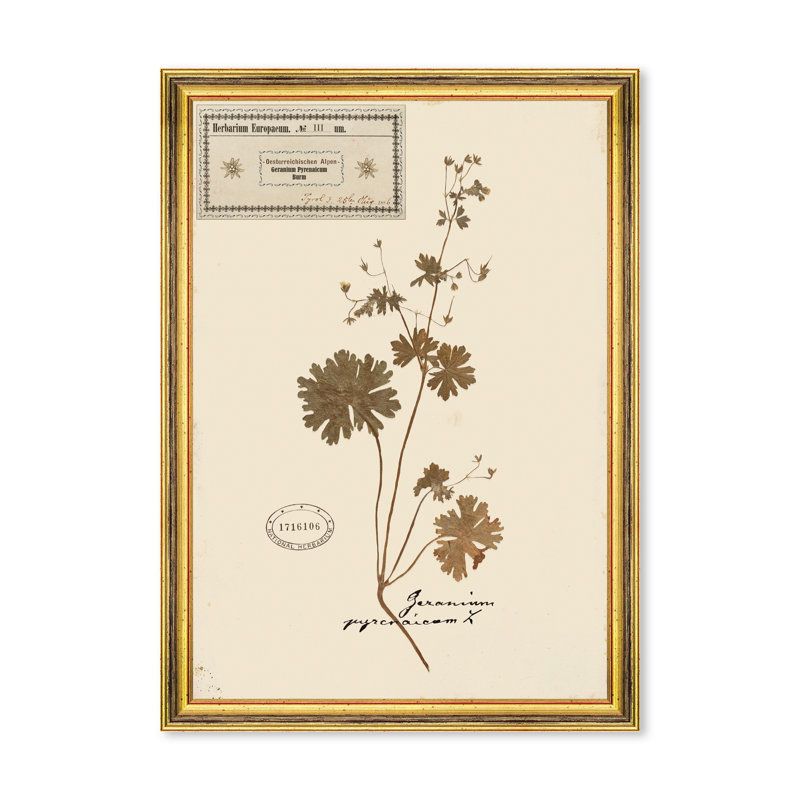 HERBARIUM ALPINIUM III