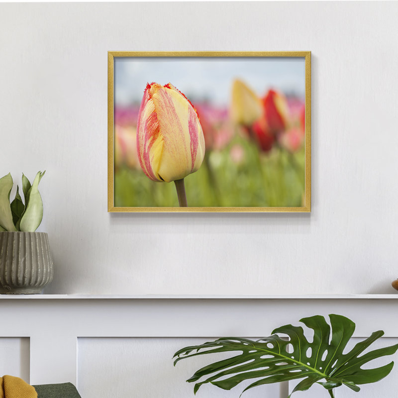 Spring Sherbet -Framed Print - Restickable