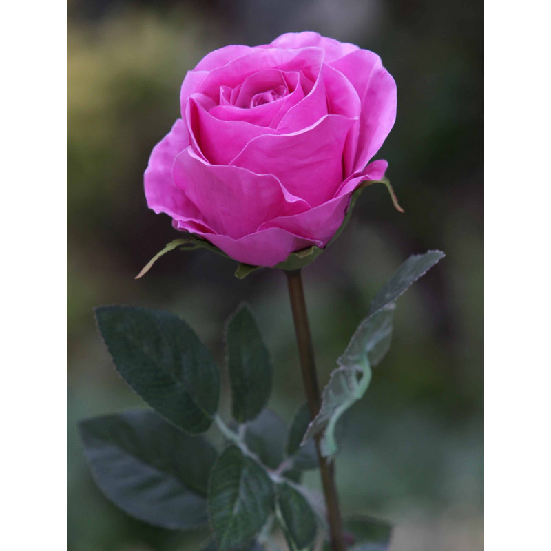 Large bud Rose, Brigh Pink