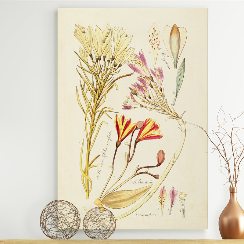 Reproduction botanique antique sur toile, H 12 po x l 8 po x P 1 po, Toile tendue
