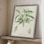 Antique Ammond Botanical III, reproduction encadrée - bois massif-1395371351