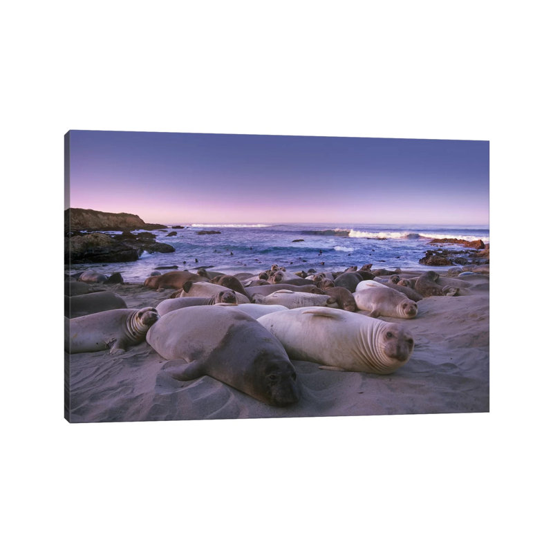 Northern Elephant Seal Juveniles Laying On The Beach, Point Piedras Blancas, Big Sur, California by Tim Fitzharris - Wrapped Canvas Print