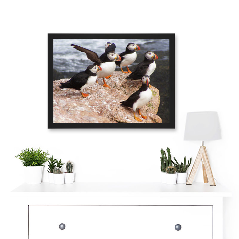 Animal North Atlantic Puffins Birds Beach Edge Of Ocean Rock - Single Picture Frame Print