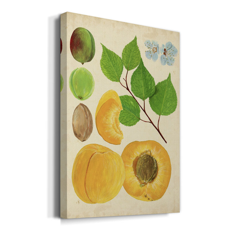 August Grove® Apricot Study II On Canvas Painting - Wayfair Canada