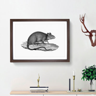 Rat Illustration - Framed Print