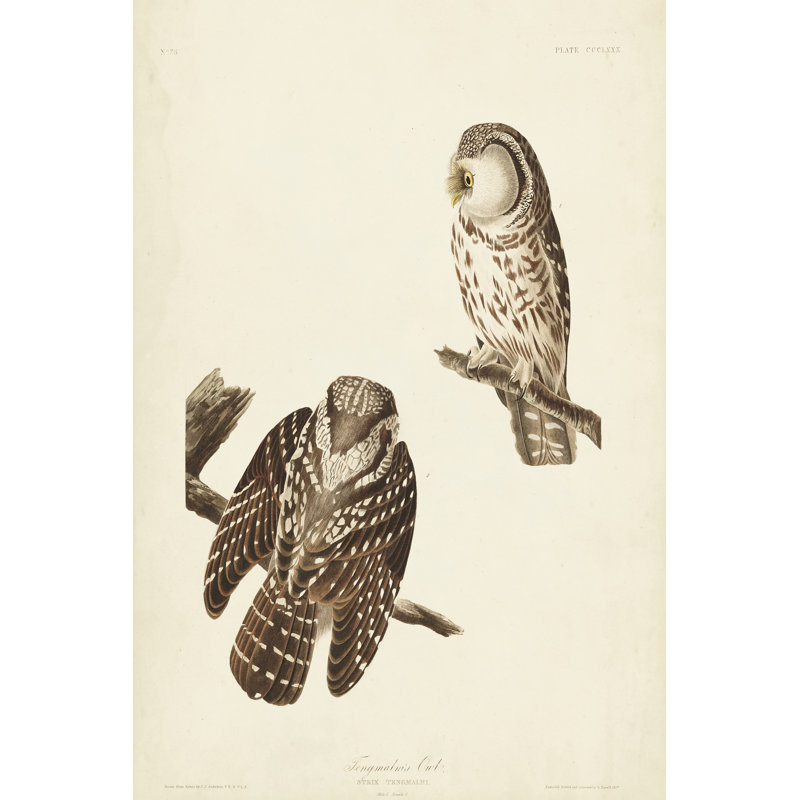 Pl 380 Tengmalm's Owl by John Audubon - 1 Piece Wrapped Canvas Wall Art, 30cm H x 20cm W