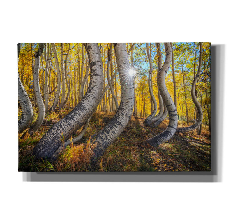 «Dance Of The Aspens» par Rick Berk, art mural sur toile, H 40 po x l 60 po x P 1,5 po