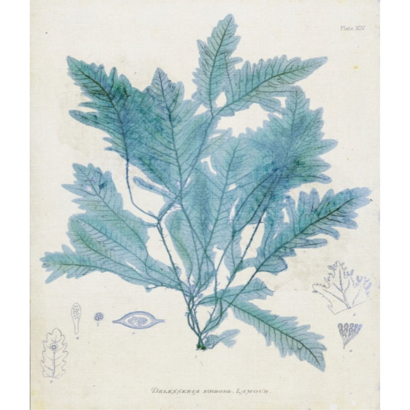 Delesseria Print by Henry Bradbury, 26" H x 18" W x 1.5" D, Glass Coat