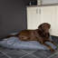 Expedition Orthopedic Polyester Pet Bed-1642055959