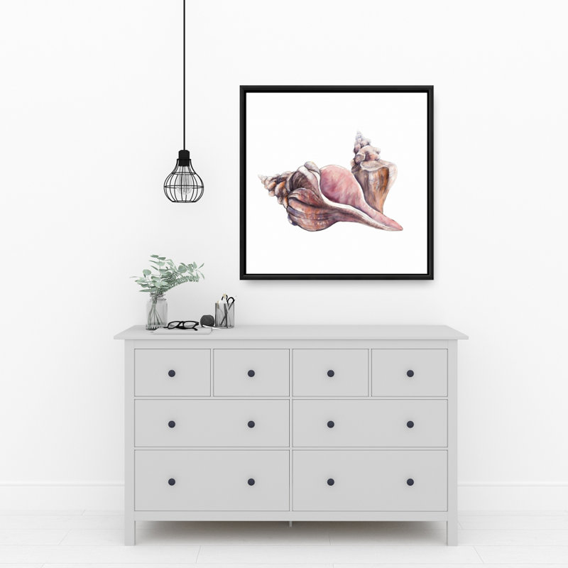 " Horse Conch Seashells "